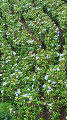Fototapeta premium green leaves on the wall