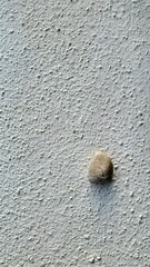 shell on the sand