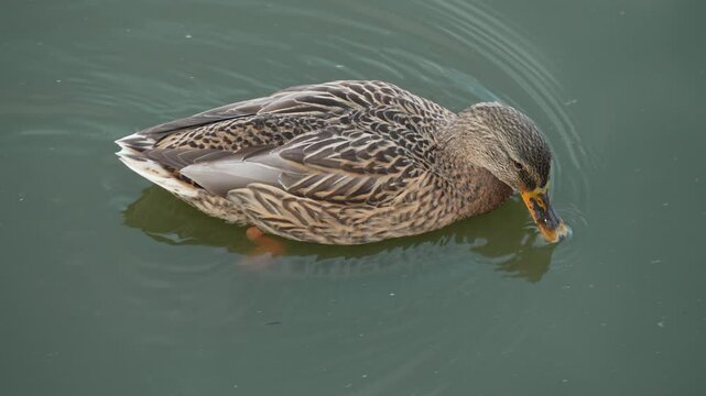 Duck swimming and drinking water from pond. Duck pond with water birds. Flock of ducks and flock of drakes swim and rest in the lake