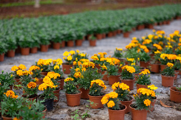 Many flower pots with blooming small-flowered marigolds stand in greenhouse