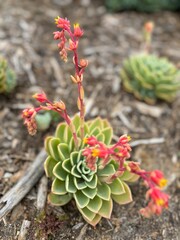 cactus in the garden