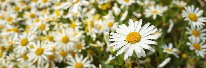 Fototapeta premium Petals of a chamomile flower scatter in all directions after being blown by the wind, garden, outdoor, floral