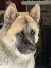 Beautiful American Akita dog, fawn with black mask.  Female.