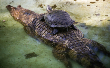 Obraz premium crocodile in the water