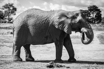 elephant in the zoo