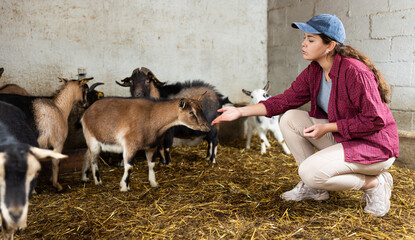 Female farmer takes care of herd of goats in a paddock at an animal farm