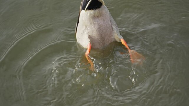 Drake diving in the pond and shake it butt. Duck pond with water birds. Flock of ducks and flock of drakes swim and rest in the lake