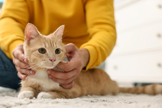 Man petting cute ginger cat on floor at home, closeup