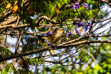 Guira Cuckoo (Guira guira) close up on tree branch in Brazil