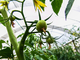 Green tomatoes plants in greenhouse on the organic plantation farm in Brazil