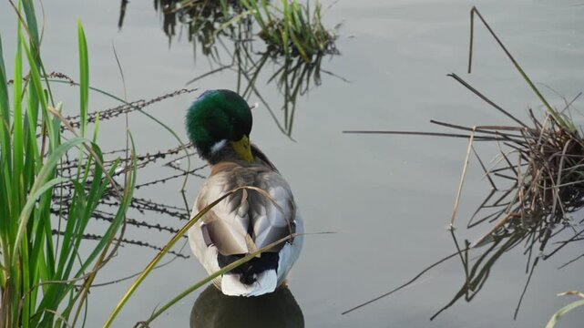 Mallard or drake scratches its beak with its paw in a pond in the reeds. Duck pond with water birds. Flock of ducks and flock of drakes swim and rest in the lake