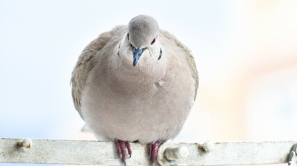 Dove standing on shutter, portrait of eurasian collared dove, closeup, isolated