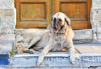 Street dog sitting in front of a door	