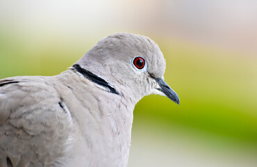 Dove head, portrait of eurasian collared dove, closeup, isolated