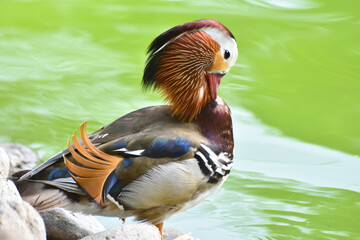 Male mandarin duck standing near a green pond