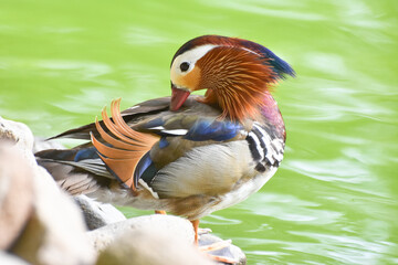 Male mandarin duck standing near a green pond