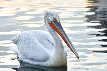 Pelican swimming on a sea, closeup	