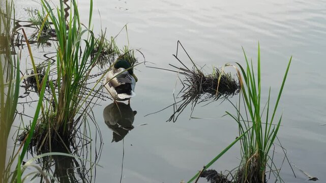 Mallard or drake scratches its beak with its paw in a pond in the reeds. Duck pond with water birds. Flock of ducks and flock of drakes swim and rest in the lake