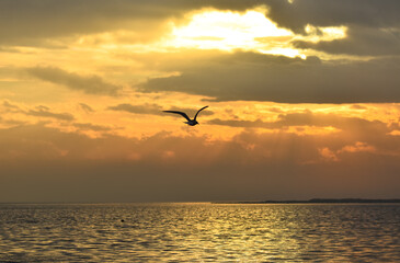Sunset on a sea. A seagull flying on the sea, silhouette	