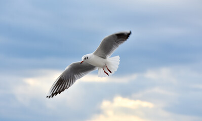 Seagull flying with open wings, closeup	