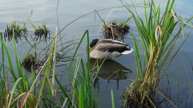 Mallard or drake scratches its feather with its beak in a pond in the reeds. Duck pond with water birds. Flock of ducks and flock of drakes swim and rest in the lake