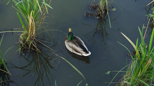 Duck and drake swim in the pond looking for food. Duck pond with water birds. Flock of ducks and flock of drakes swim and rest in the lake