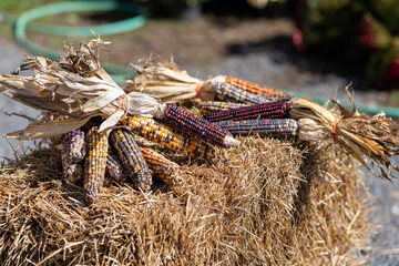 Multi colored corn cobs at a farm market . Close up of decorative corn.