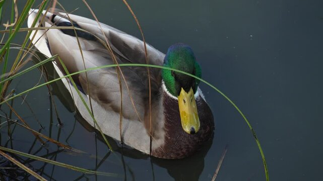 Duck and drake swim in the pond looking for food. Duck pond with water birds. Flock of ducks and flock of drakes swim and rest in the lake