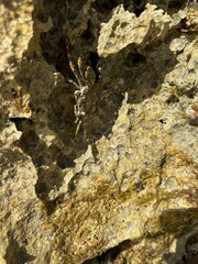crab on a rock