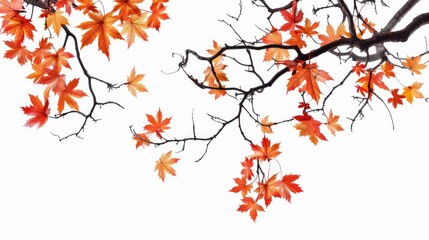 Fototapeta premium Maple tree branches with vibrant leaves on a white background