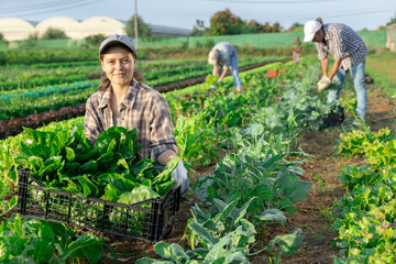 Girl works on plantation garden bed, cuts bunches of acelga and puts them in box for transportation to supermarket. Seasonal work in field. From seedbed to supermarket window table