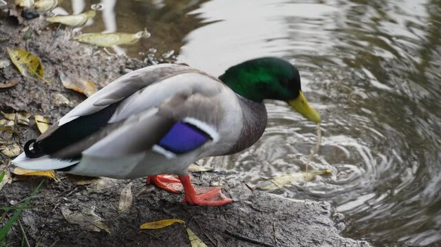 Duck and drake swim in the pond looking for food. Duck pond with water birds. Flock of ducks and flock of drakes swim and rest in the lake
