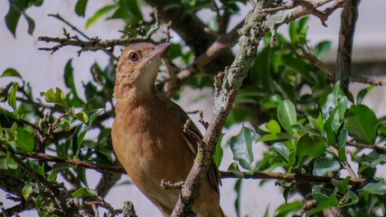 A João de Barro bird (Furnarius rufus) perched near its clay nest on a tree branch. The bird is known for its unique nest-building skills.