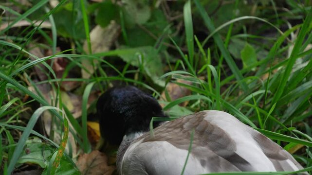 Duck and drake swim in the pond looking for food. Duck pond with water birds. Flock of ducks and flock of drakes swim and rest in the lake