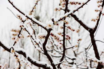 Apricot blossom flowers covered by snow in spring
