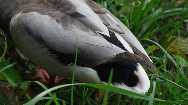 Duck and drake swim in the pond looking for food. Duck pond with water birds. Flock of ducks and flock of drakes swim and rest in the lake