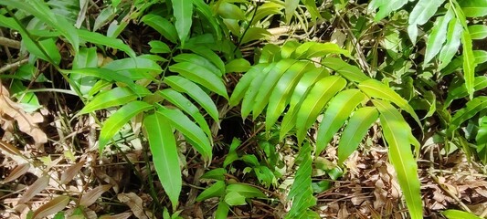 fern in peat soil