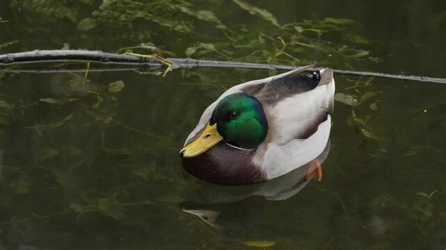 Duck and drake swim in the pond looking for food. Duck pond with water birds. Flock of ducks and flock of drakes swim and rest in the lake