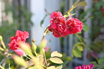 Fototapety na wymiar - Fototapeta24.pl