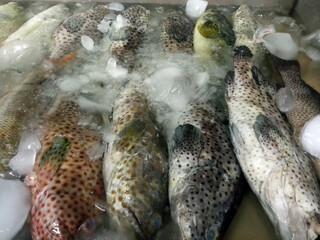A group of iced greasy grouper fish (Epinephelus tauvina), also known as the Arabian grouper, greasy rock cod, or kerapu kayu.