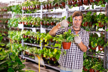 Skilled positive adult florist arranging pots with climbing golden pothos with variegated leaves on...