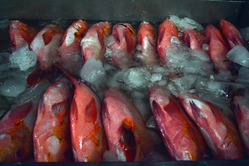 Iced leopard coral grouper (Plectropomus leopardus) in a traditional fish market, also known as the common coral trout or leopard coral trout.