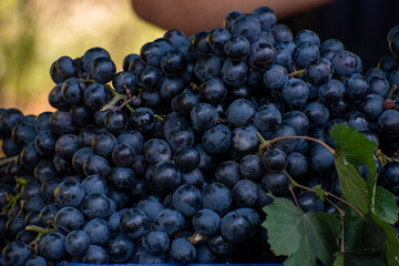 A pile of organic black grapes in the market, a non-climacteric type of fruit, generally occurring...