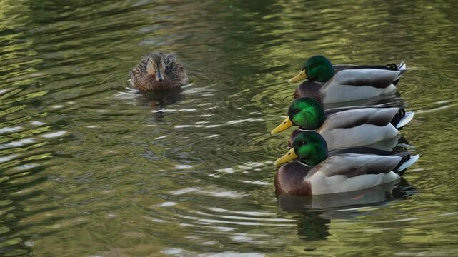 Duck and drake swim in the pond looking for food. Duck pond with water birds. Flock of ducks and flock of drakes swim and rest in the lake