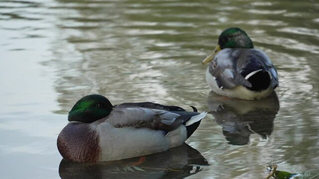 Duck and drake swim in the pond looking for food. Duck pond with water birds. Flock of ducks and flock of drakes swim and rest in the lake