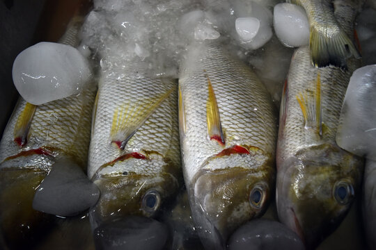 Iced Lethrinus lentjan fish, also known as the pink ear emperor, redspot emperor, or purple-headed emperor, is a species of marine ray-finned fish belonging to the family Lethrinidae