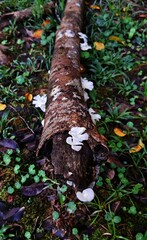 A close-up of a textured tree trunk featuring unique flattened white mushrooms, blending organic detail and natural patterns in a forest environment