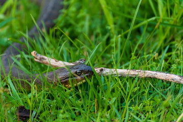 Plain-bellied water snake hunting in tall grass.