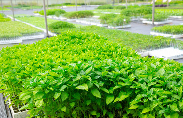 Rows of pots with bell peppers sprouts in farm greenhouse