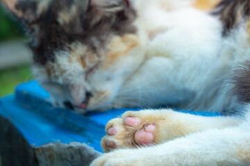 Calico cat with a unique, colorful feather pattern, lying on a bench in a park gracefully and relaxing, enjoying the natural atmosphere around it